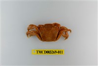 藏品(字纹弓蟹)的圖片